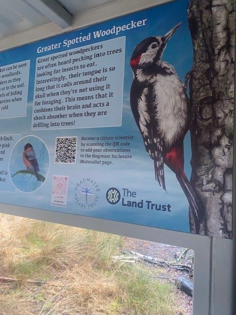 Public nature‑themed mural with information board at Hogmoor Inclosure, Hampshire.